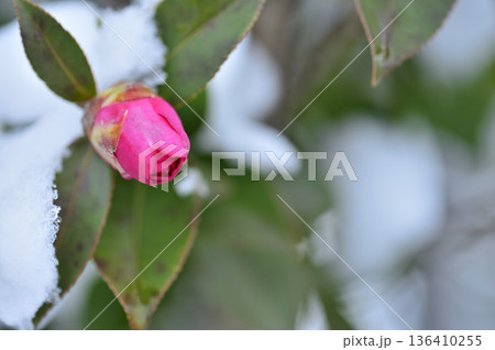 雪と山茶花の蕾 雪と山茶花の蕾 136410255