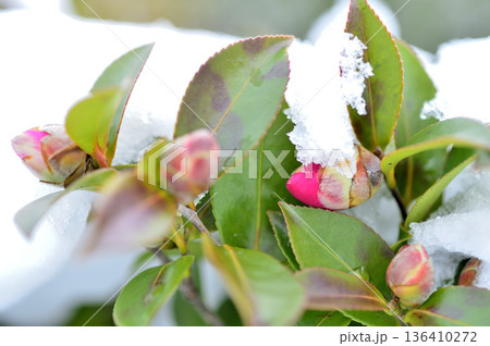 雪と山茶花の蕾 136410272