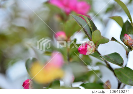 雪と山茶花の蕾 雪と山茶花の蕾 136410274