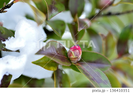 雪と山茶花の蕾 雪と山茶花の蕾 136410351