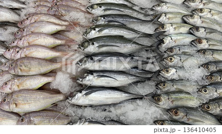 Repeated fish arrangement illustrating bulk seafood handling consistency and commercial distribution preparation. Repeated fish arrangement illustrating bulk seafood handling consistency and commercial distribution preparation. 136410405