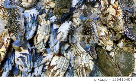 Blue swimmer crabs clustered together conveying coastal harvest marine species identification and seafood commerce context. Blue swimmer crabs clustered together conveying coastal harvest marine species identification and seafood commerce context. 136410407