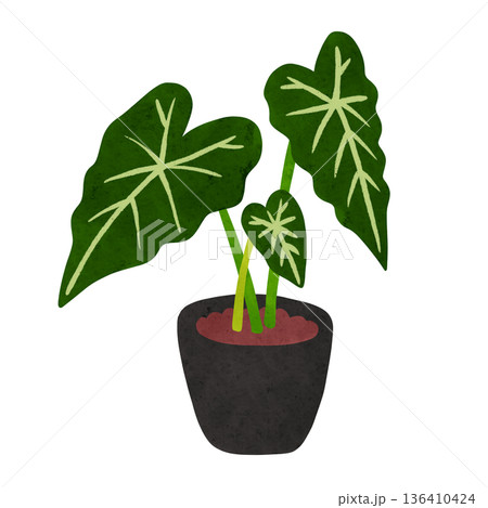 アロカシア・グリーンベルベットの鉢植え 水彩風手描きイラスト アロカシア・グリーンベルベットの鉢植え 水彩風手描きイラスト 136410424