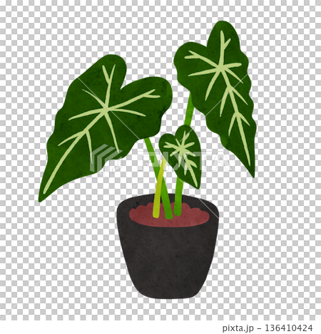 Alocasia Green Velvet potted plant, watercolor hand-drawn illustration Alocasia Green Velvet potted plant, watercolor hand-drawn illustration 136410424