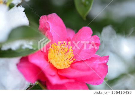 降雪後に見かけた山茶花 降雪後に見かけた山茶花 136410459