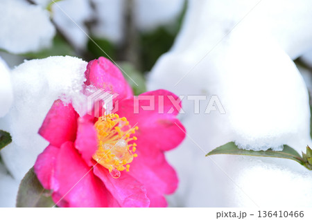 降雪後に見かけた山茶花 降雪後に見かけた山茶花 136410466
