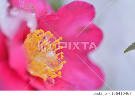 降雪後に見かけた山茶花 136410467
