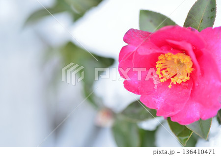 降雪後に見かけた山茶花 降雪後に見かけた山茶花 136410471