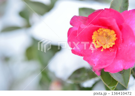 降雪後に見かけた山茶花 降雪後に見かけた山茶花 136410472