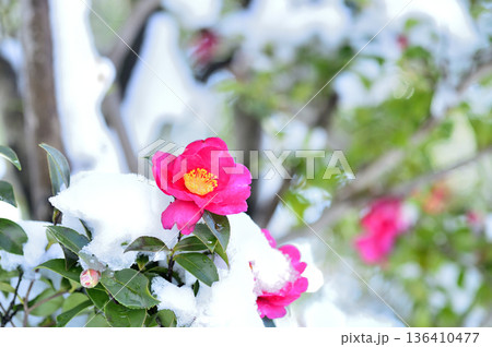 降雪後に見かけた山茶花 降雪後に見かけた山茶花 136410477