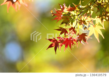 秋の風物詩 紅葉 秋の風物詩 紅葉 136410579