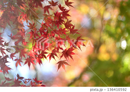 秋の風物詩 紅葉 秋の風物詩 紅葉 136410592