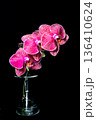ピンクの胡蝶蘭 136410624