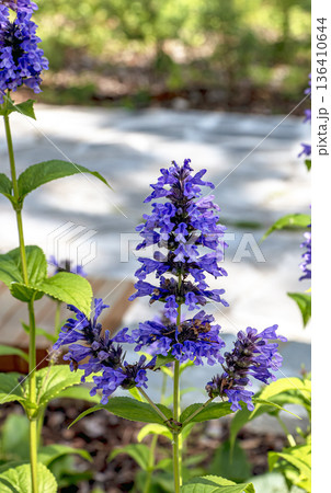 Selective focus of Nepeta grandiflora blue in the garden. Beautiful colorful purple flowers plant. A species of flowering plant in the mint family Lamiaceae. Selective focus of Nepeta grandiflora blue in the garden. Beautiful colorful purple flowers plant. A species of flowering plant in the mint family Lamiaceae. 136410644
