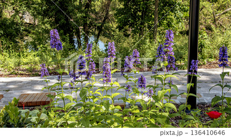 Selective focus of Nepeta grandiflora blue in the garden. Beautiful colorful purple flowers plant. A species of flowering plant in the mint family Lamiaceae. Nature floral pattern texture background. Selective focus of Nepeta grandiflora blue in the garden. Beautiful colorful purple flowers plant. A species of flowering plant in the mint family Lamiaceae. Nature floral pattern texture background. 136410646