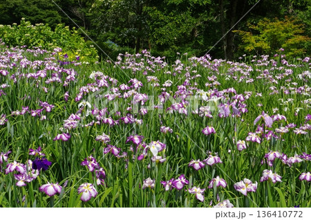 両神花菖蒲園 136410772