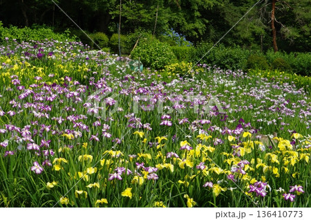 両神花菖蒲園 136410773