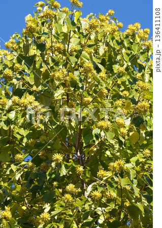 カンレンボクの実・2025年11月 136411108