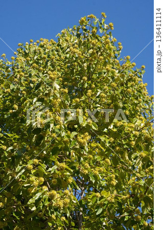 カンレンボクの実・2025年11月 136411114