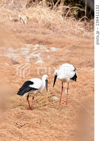 コウノトリ 136411132