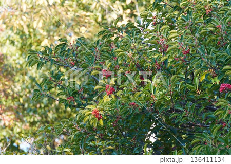 クロガネモチの赤い実・2025年11月 136411134