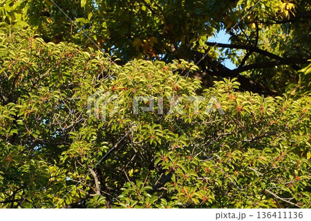 クロガネモチの赤い実・2025年11月 136411136