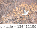 ヘラサギ飛翔 136411150