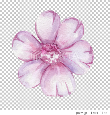 Delicate watercolor pink flower with six petals. Isolated on a white background, hand-drawn. For decorating greeting cards, textiles, printing. Botanical illustration 136411156