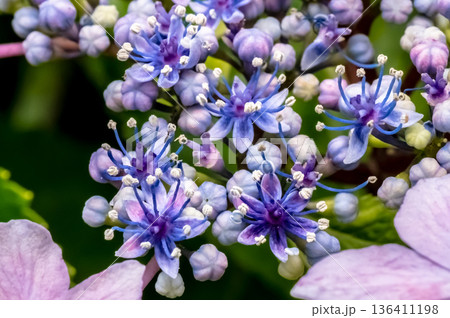 額紫陽花の開花 額紫陽花の開花 136411198