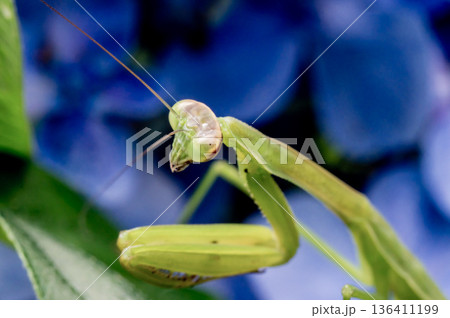紫陽花とカマキリの幼虫 136411199