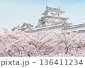 日本の春を象徴する姫路城の桜 136411234