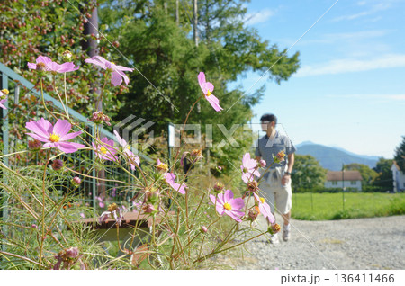 田園風景に咲くコスモスと散歩する人 136411466