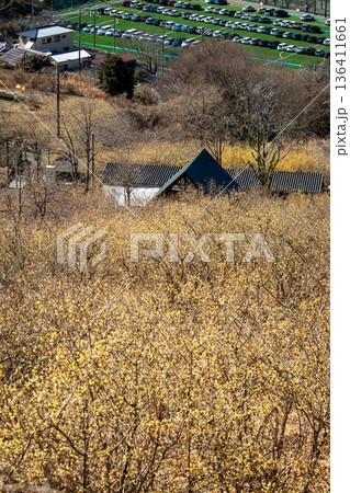 寄ロウバイ園の風景 136411661