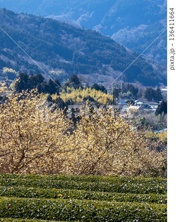 寄ロウバイ園の風景 136411664