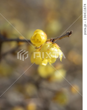 寄ロウバイ園の風景 136411674