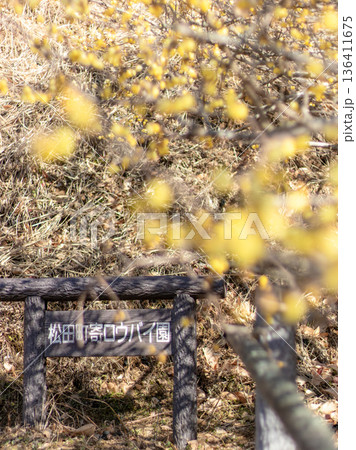 寄ロウバイ園の風景 寄ロウバイ園の風景 136411675