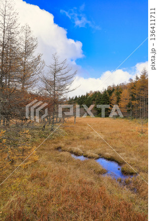 [定額] 秋の入笠山の紅葉の風景 ( 入笠湿原 / 10月 ) 136411711