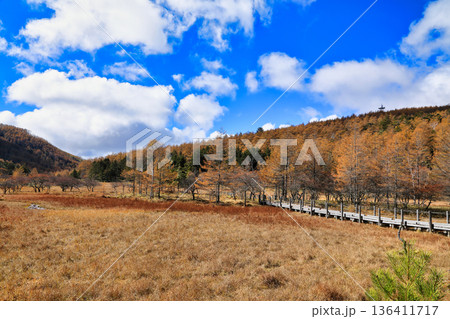 [定額] 秋の入笠山の紅葉の風景 ( 入笠湿原 / 10月 ) 136411717