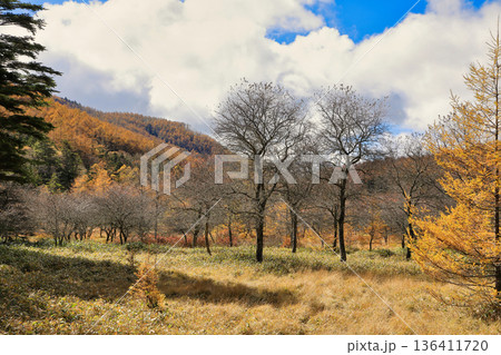 [定額] 秋の入笠山の紅葉の風景 ( 入笠湿原 / 10月 ) 136411720