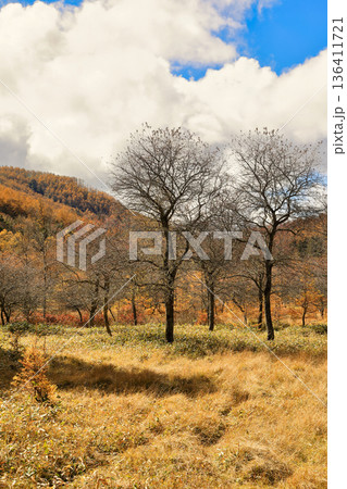 [定額] 秋の入笠山の紅葉の風景 ( 入笠湿原 / 10月 ) 136411721