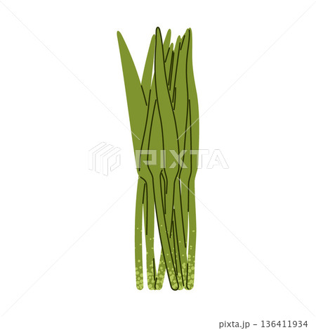 Wild Garlic Ramsons Herb Illustration 136411934