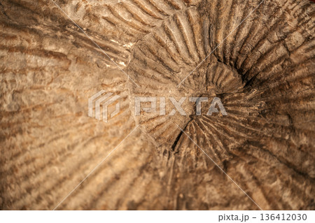 Ancient Ammonite Fossil with Perfect Spiral Geometry. High quality photo Ancient Ammonite Fossil with Perfect Spiral Geometry. High quality photo 136412030