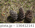 松ぼっくり　松かさ 136412141