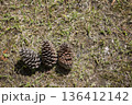 松ぼっくり　松かさ 136412142