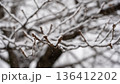 桜の蕾に積もる雪 136412202