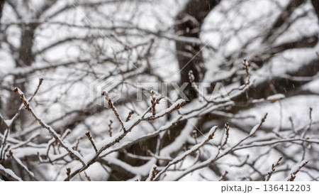 桜の蕾に積もる雪 136412203