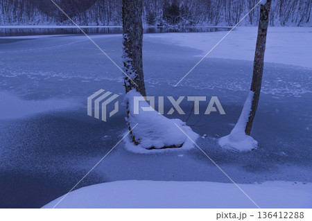雪に埋もれた樹木 136412288
