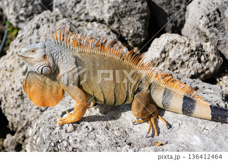 Wild iguana lizard. Iguana lizard on the stone. Exotic iguana reptile. Exotic reptile animal. Wildlife fauna. Wild iguana lizard. Sunbathing lizard 136412464