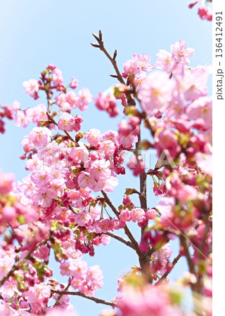 満開の桜 満開の桜 136412491