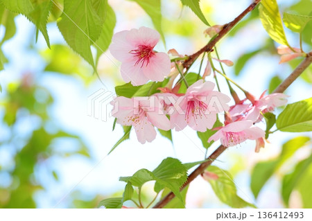 満開の河津桜 136412493